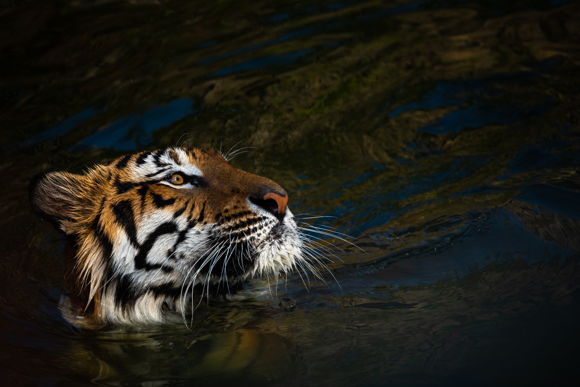 tiger showing living in open zoo, wild animals or wildlife living in nature at a zoo park